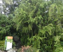 Huon pines at the Royal Tasmanian Botanical Gardens